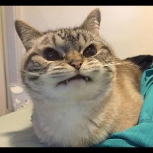 Meet your Posher, Hans